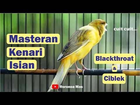 Download MP3 Masteran Kenari Isian Blackthroat dan Ciblek