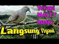 Download Lagu 🔴Terapi perkutut macet bunyi (langsung ampuh bunyi)