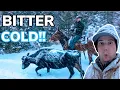 Saving Cattle From Blizzard Vlog