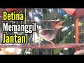 Lagu PRENJAK BETINA | PRENJAK BETINA Gacor Istimewa suara jernih memanggil Jantan cocok buat MASTERAN |