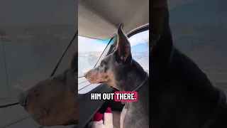 #fyp #dream #doberman #pets #youtube