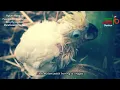 HUTAN HANGUS || Vocal Lenny Eka Nie || Puisi Ibnu PS Megananda || Lagu,Musik & Arr Cep Ocim ||