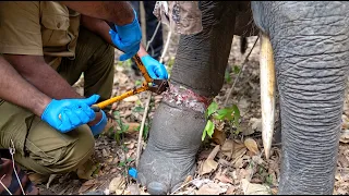 IMAGINE the RELIEF! Deadly SNARE Removed From Elephant’s Leg | Heroes Save His Life