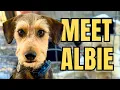 Download Lagu Rescue Dogs in France ... And the One We Couldn’t Resist!