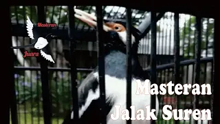 Download Siulan Jalak Suren Betina Memancing Jalak Suren Jantan Untuk Bernyanyi MP3