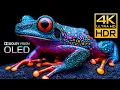 OLED TEST R 4K 120FPS DOLBY VISION 4K 8K Monitor Test