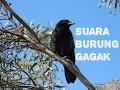 Download Lagu Suara Burung Gagak [Burung Yang Menakutkan]