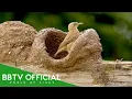 You Won t Believe What These Birds Build Nest With Mud Wildlife Documentary BBTV