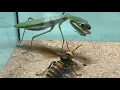 Lagu Praying Mantis vs Giant Hornet