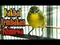 Download Lagu pleci Dakun bali tembakan panjang #dakbal #dakun_bali