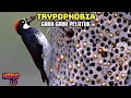 Download Lagu FAKTA UNIK BURUNG PELATUK MEMBUAT LUBANG