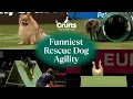 Adorable Pups Take on Agility