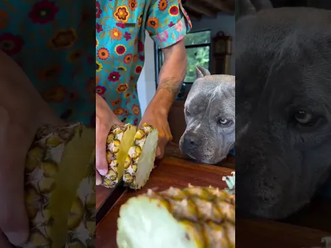 soy el perro galletetero más guapo de redes? #viral #perros #perrofeliz #dúo