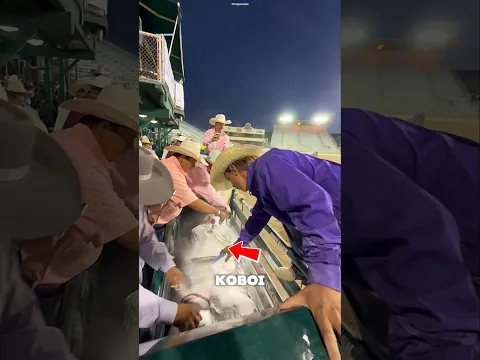 INILAH ALASAN KENAPA PARA COWBOY INI MENUANGKAN BEDAK BAYI KEKUDA!? 😯 #shortsvideo