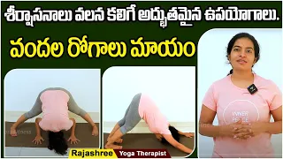 Health Benefits of Shirshasana Yoga How to do Shirshasana for Beginners Socialpost Fitness