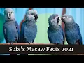 Spix s Macaw Facts 2021 Spix s Macaw diet Blue Spix Macaw pet