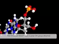 3 Min Bio Nucleotide Structure