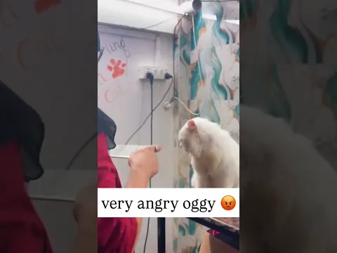 very angry 😡 cat #youtubeshorts #cat