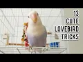 Download Lagu 13 Cute Parrot Lovebird Tricks