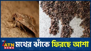 অস্ট্রেলিয়ায় বিপন্ন মথের ঝাঁকে ফিরছে আশা | Rare Moths Return | ATN News