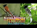 Download Lagu Suara kicau burung TALI POCONG di alam bebas.
