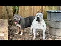SSK Kennels American Bullies