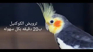 ترويض طائر الكوكتيل ب   دقيقة بكل سهولة  كوكتيل   كروان  ترويض دندنها