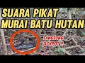 Download Lagu Suara PIKAT MURAI BATU HUTAN
