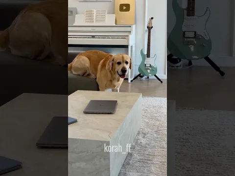 ¿Entonces es obediente o no?