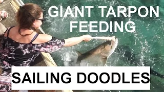 Giant Tarpon Feeding & Paradise Found at Virgin Gorda – S1:E29
