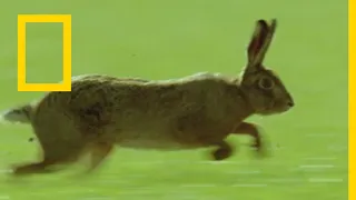 ليلة قتال الحيوانات الحلقة 2 ناشونال جيوغرافيك أبوظبي 