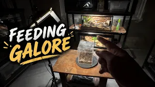 Puyatan Feeding Sesh, Ano Tara?