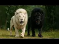 Download Lagu 7 Rarest And Most Unique Lions In The World