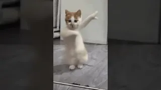 دمتي امي اغاني اغنية لايك Cat 