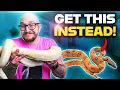 You Don t Want a Ball Python You Want One Of THESE 5 Snakes Instead