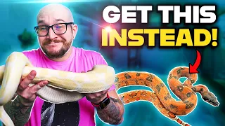 You Don t Want a Ball Python You Want One Of THESE 5 Snakes Instead
