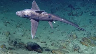 Deep Sea Footage: Creepy Ghost Shark With Parasites  - Nautilus Live