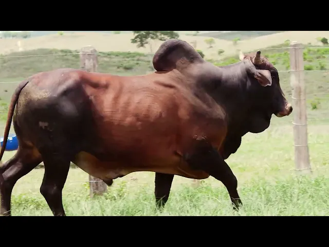 Touro Sindi RAJT - 2336