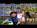 Lagu Perangsang Pohon Durian Lokal agar berbuah lebat dengan MKP++