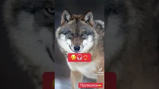 Дивіться суки обережно  Дивіться суки обережно