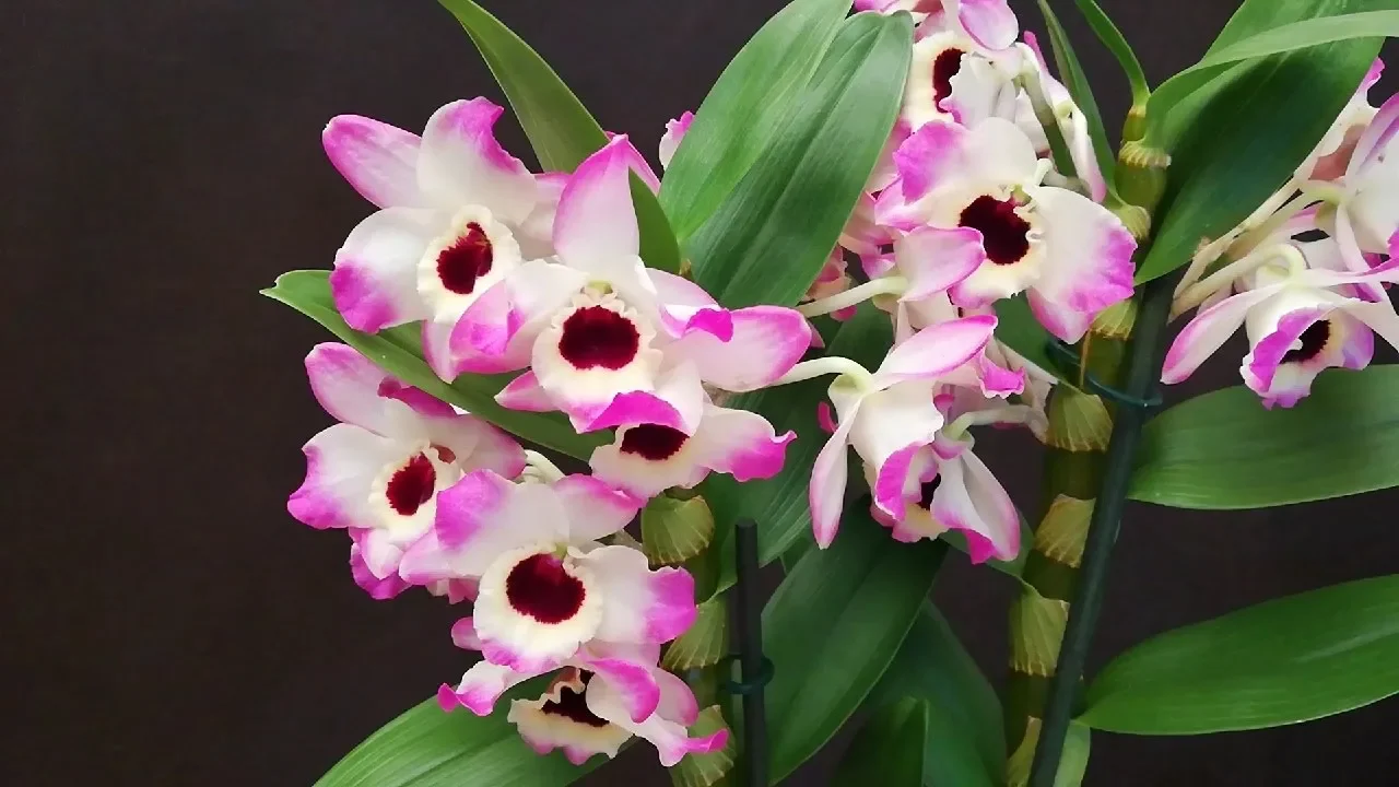 CÓMO CUIDAR ORQUÍDEAS RECIÉN COMPRADAS DEL VIVERO?