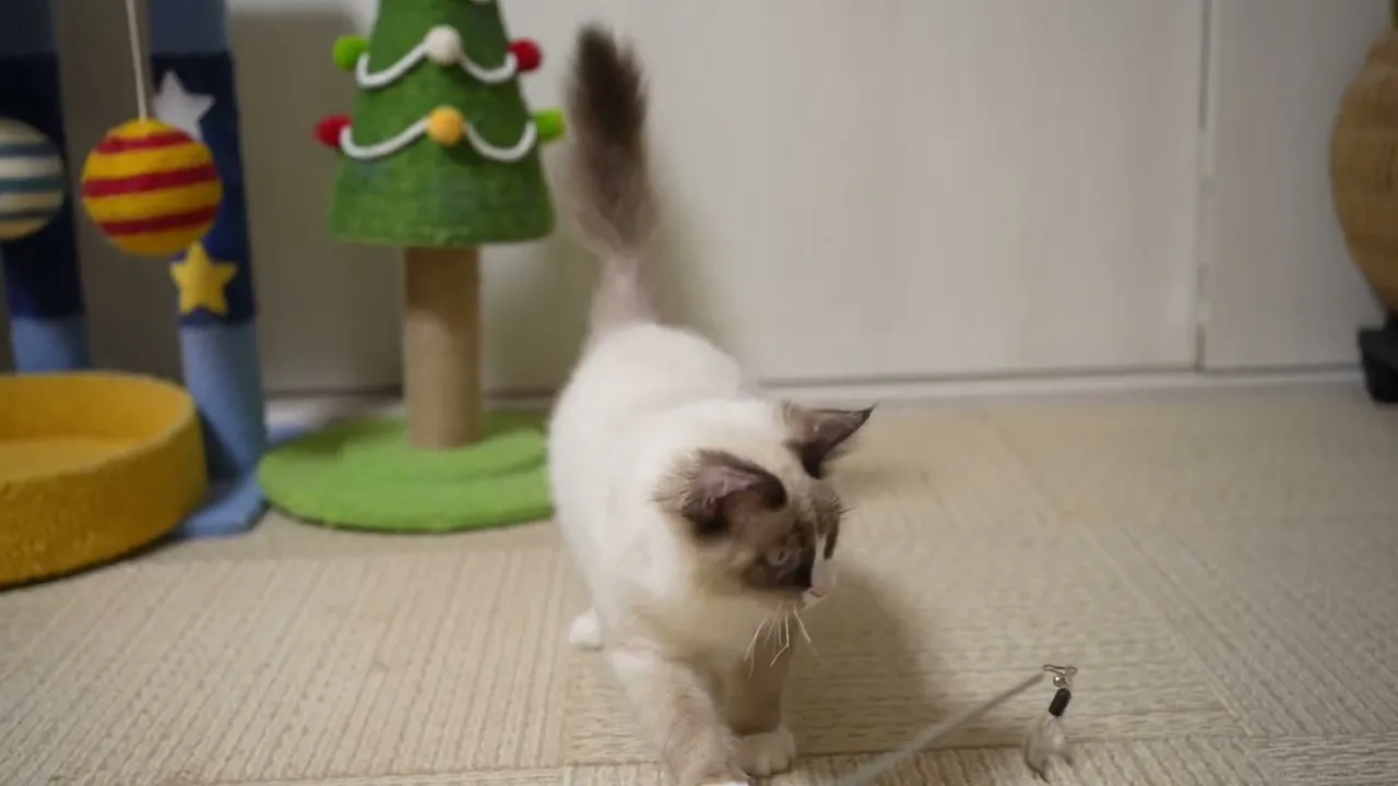 動画