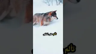 من يغادر غاضبا سيعود غالبا 