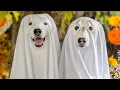 We Turned Our Dogs into GHOSTS Chaos Ensues