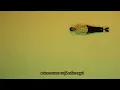 Reggae Bom (Lyric Video) - Lagum