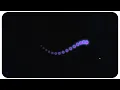 Made This Glowing Orb Trail Using Just HTML CSS JS