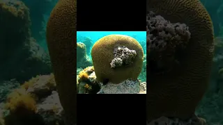 #travelvlog #puertorico #culebra