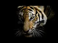 Download Lagu Suara ngauman harimau putih prabu Siliwangi