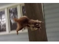 Download Lagu Crazy Raccoon Attacks German Shepherd