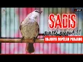 Download Lagu 🔴TRUCUKAN GACOR ROPEL PANJANG | PACINGAN / MASTERAN TRUCUKAN AGAR BUNYI GACOR SEPANJANG HARI